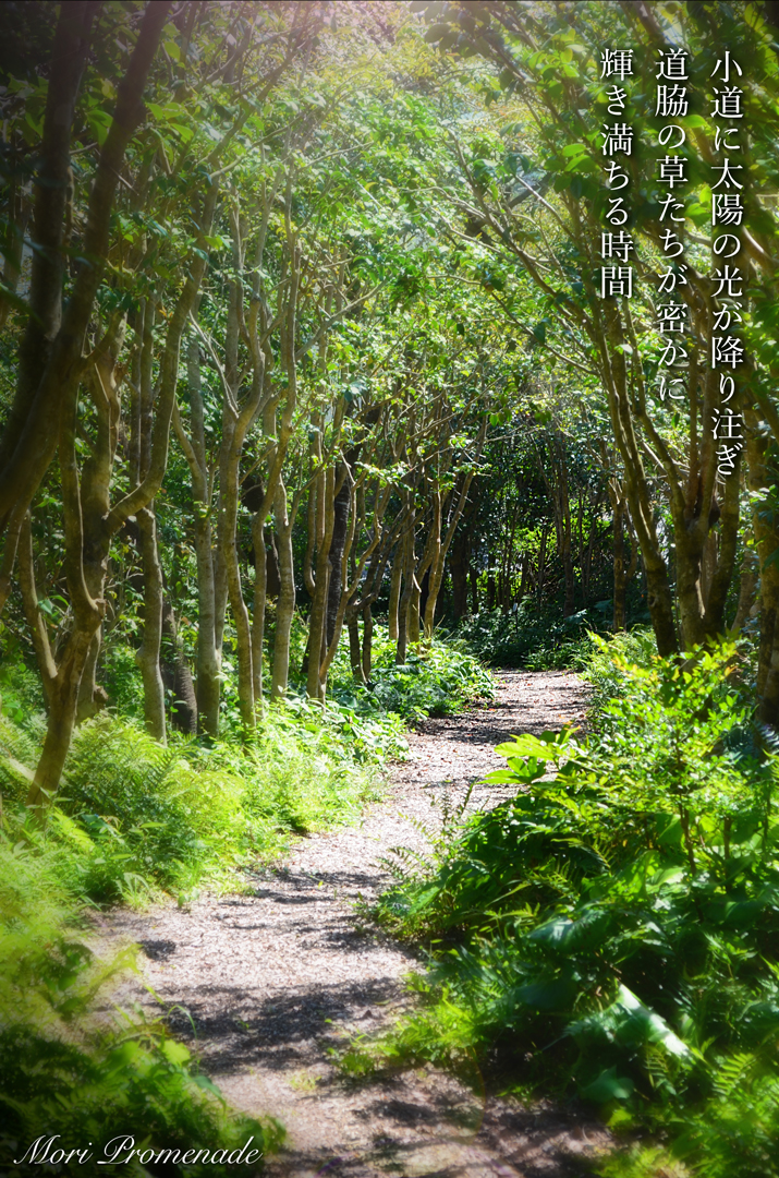 20150928　草たちが輝き満ちる時間-1